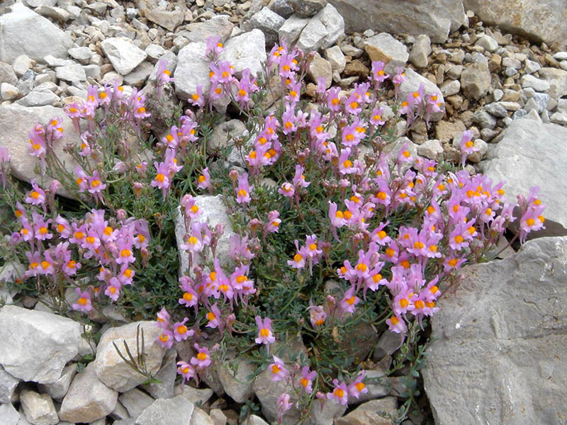 Linaria alpina ssp filicaulis en fleurs dans les éboulis calcaires des Picos de Europa